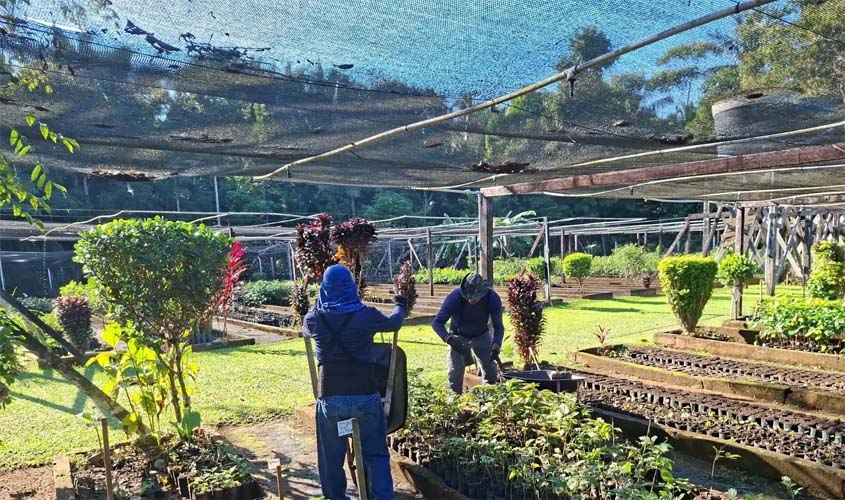 Distribuição de mudas é suspensa até outubro em Porto Velho
