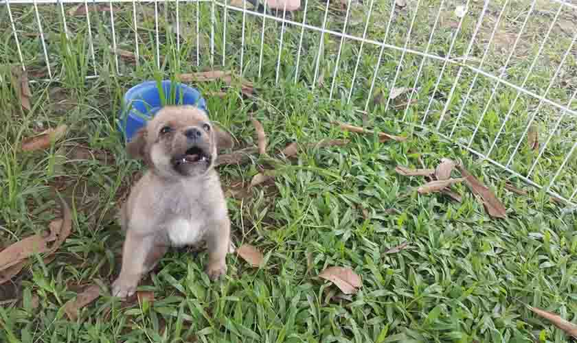 Prefeitura de Ji-Paraná não realiza recolhimento de animais de rua