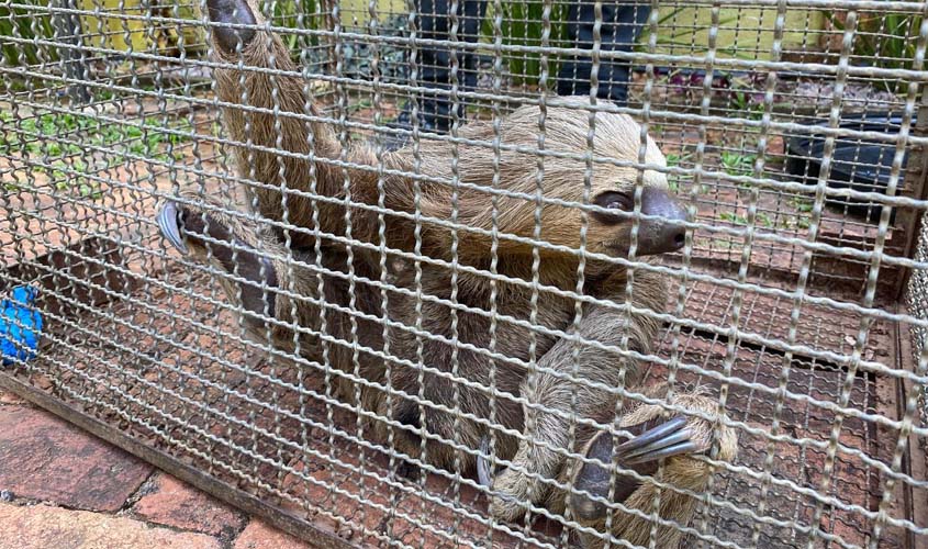 Bombeiros devolvem animais silvestres à natureza