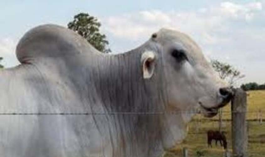 Preço do boi gordo: veja cotações para quarta-feira (8)