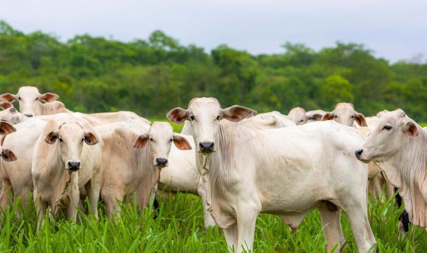 Porto Velho se consolida como potência pecuária