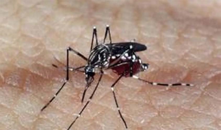 Aedes aegypti: quase metade dos municípios está em risco