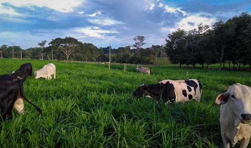 Dia de campo apresentará alternativa de forrageira para recuperação de pastagens