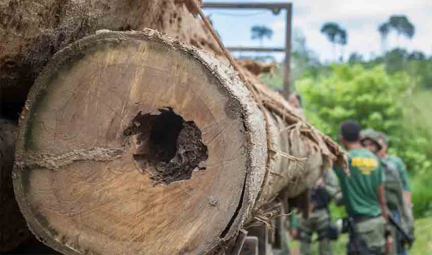 Três terras indígenas que lideram a exploração madeireira na Amazônia estão na área de influência da BR-319