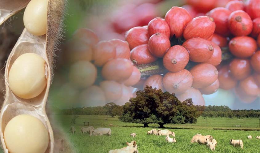 Soja em RO deve passar de 700 mil hectares em 2025/2026