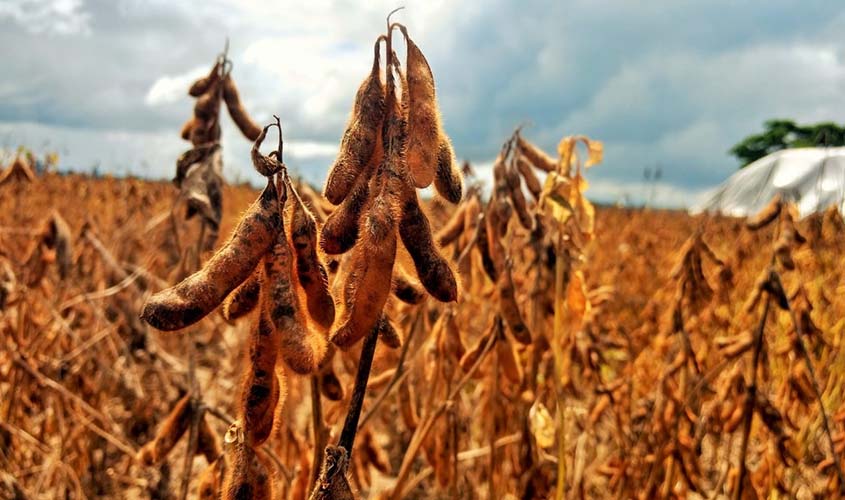 Soja é o produto agrícola com maior representatividade econômica em Rondônia