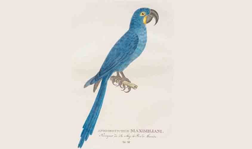 Johann Baptiste von Spix: o cientista que desbravou o Brasil