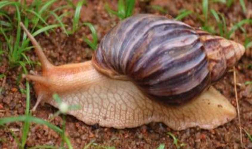 MP recomenda medidas de controle ao caramujo africano aos prefeitos de Vilhena e Chupinguaia