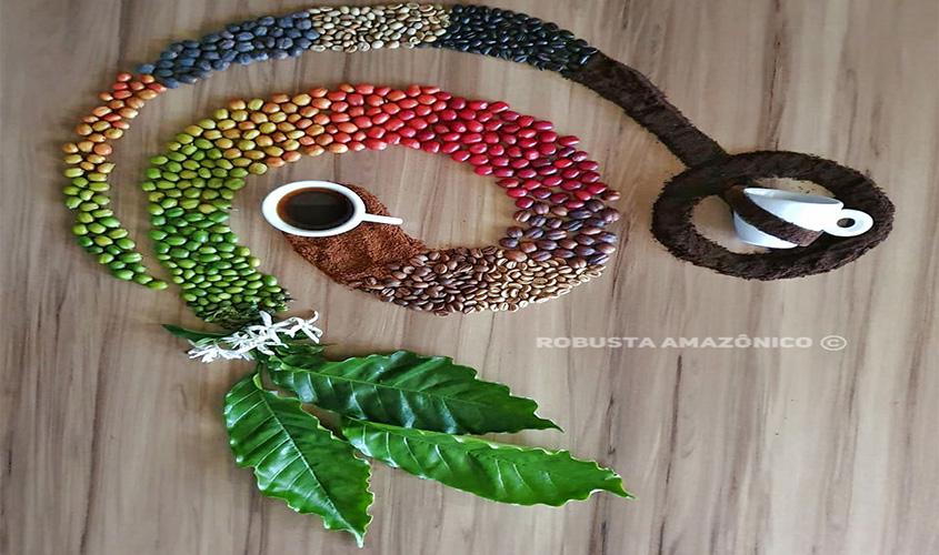 Colheita dos Robustas Amazônicos: a melhor estratégia para superar os desafios é respeitar o ciclo natural