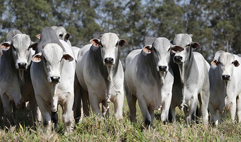 Rondônia não vacinará contra febre aftosa, mas declaração dos rebanhos é obrigatória