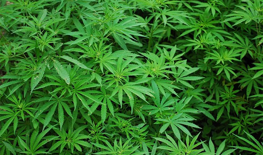 Homem flagrado com maconha tem prisão substituída por medidas cautelares alternativas