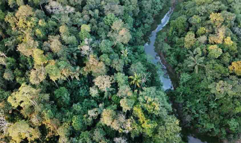 MP e Polícia Civil deflagram operação para combater ocupação e comércio ilegal de madeira no Parque Estadual de Guajará-Mirim