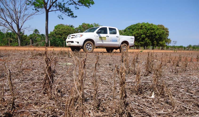Vazio sanitário da soja começa em RO