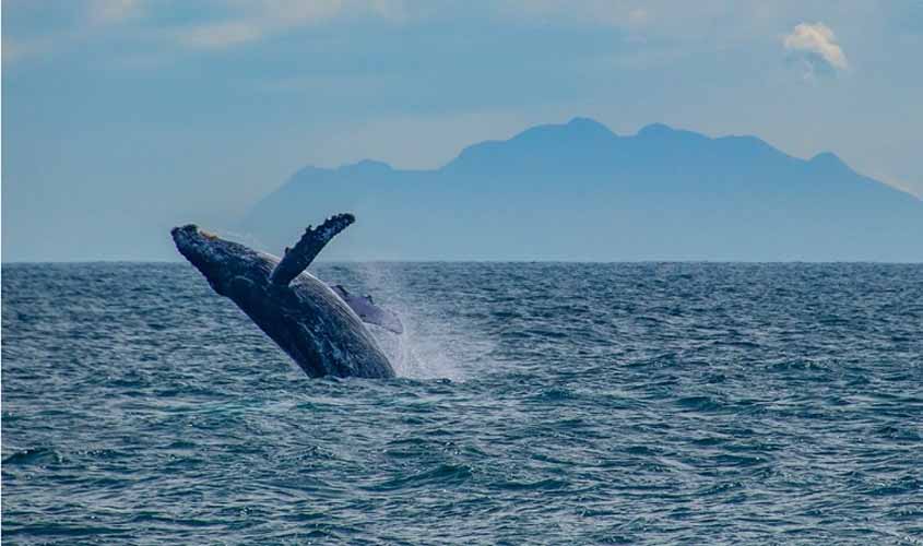 Começa temporada de passeios turísticos para avistar baleias no Espírito Santo