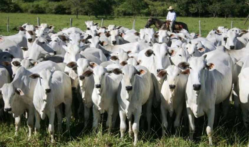 Brasil adapta normas sobre gado para exigências do acordo UE-Mercosul
