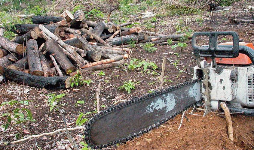 Aplicativo permite denúncias de crimes ambientais na Amazônia