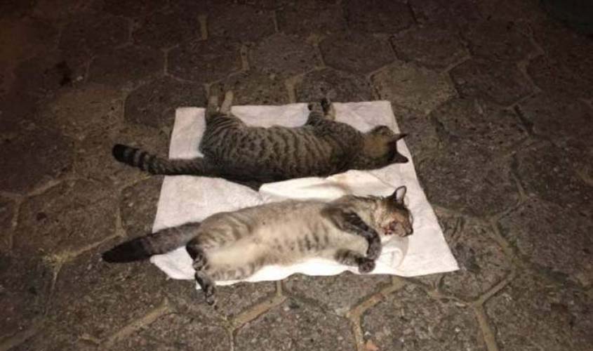 Pedreiro aciona polícia e aponta vizinhos como suspeitos de matar seus gatos