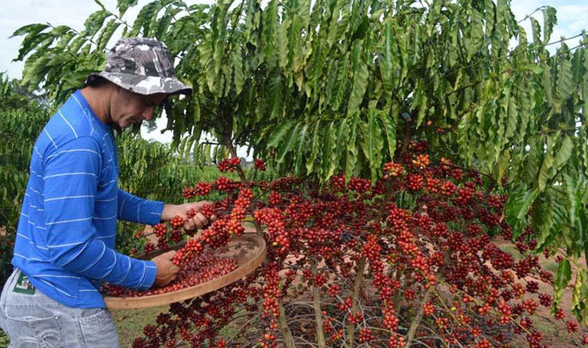 Café arábica sofre alta no preço nesta sexta