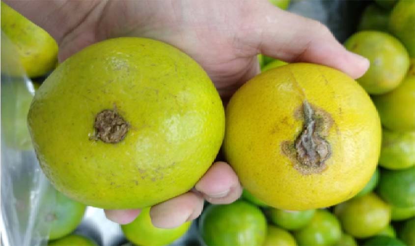 Idaron intensifica fiscalização para impedir avanço do cancro cítrico