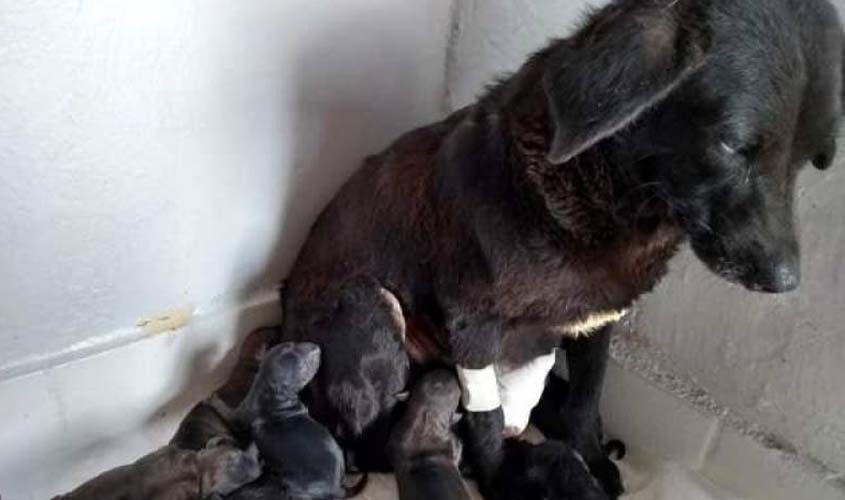Cadelinha doente tentava parir, enquanto moradores jogavam água para “espantar”