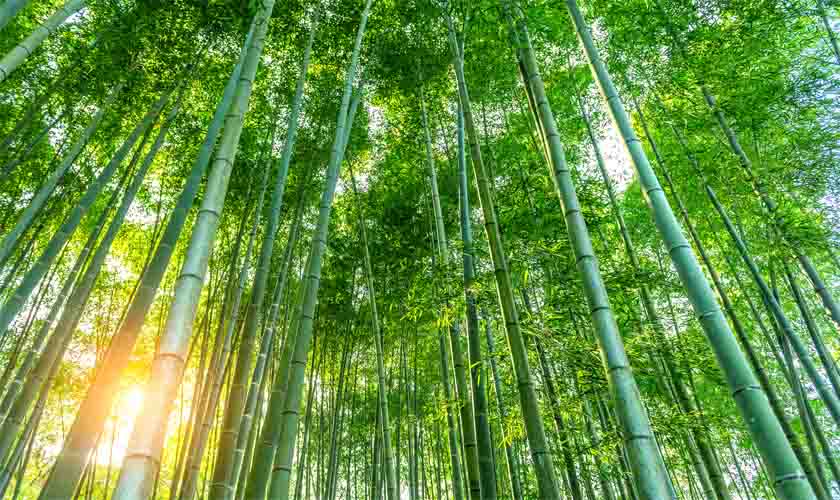 Oferta de crédito fomenta projetos com sistemas agroflorestais para recomposição e uso de áreas legais