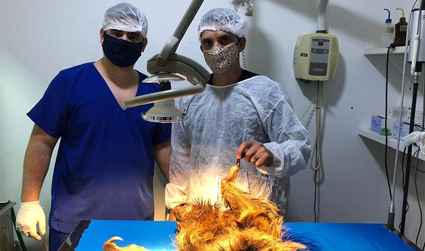 Veterinários de Rondônia são destaque em trabalhos de proteção ambiental e auxílio aos produtores rurais