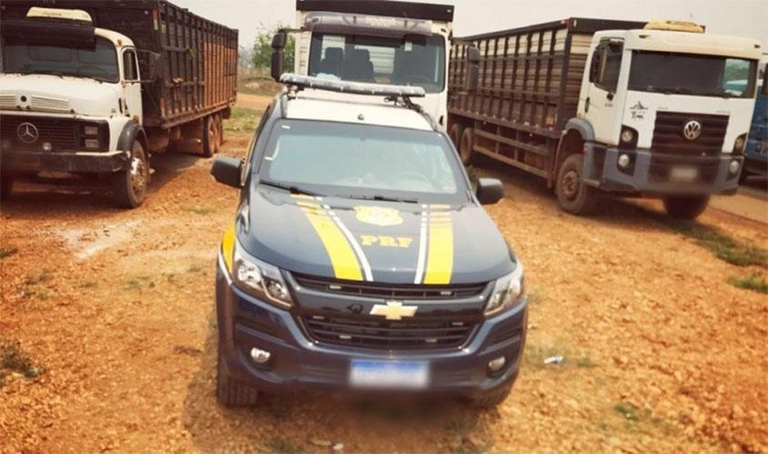 PRF identifica dezenas de novilhas bovinas transportadas sem nota fiscal