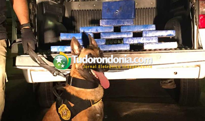 Denarc apreende 12 kg de cocaína avaliados  em R$ 300 mil 
