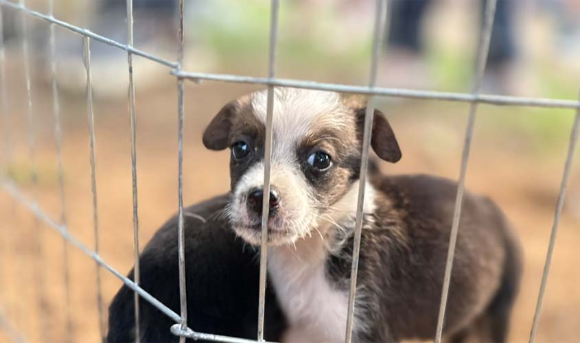 Clínica de Bem-Estar Animal incentiva adoção em Porto Velho