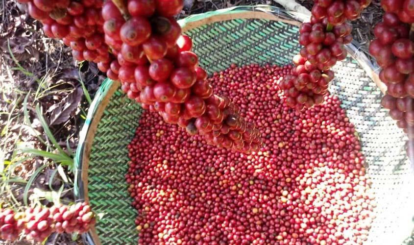 Governo discute criação de novo Programa de Comercialização e Incentivo a Melhoria da Qualidade do Café de Rondônia