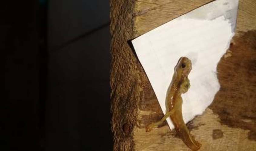 Morador do bairro Jardim Social, encontra pedaços de animais na rede de abastecimento água e denuncia