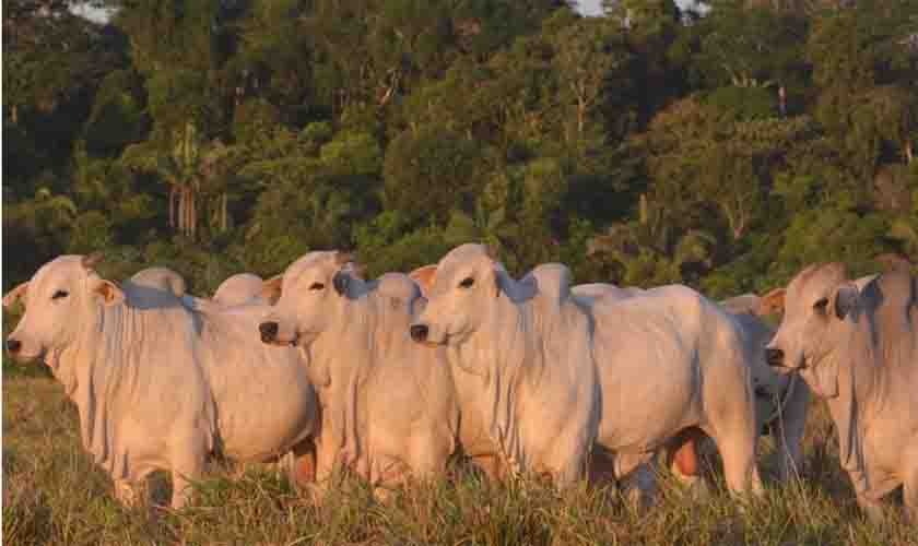 Brasil deve ter safra recorde em 2022 e para Rondônia as estimativas são de estabilidade