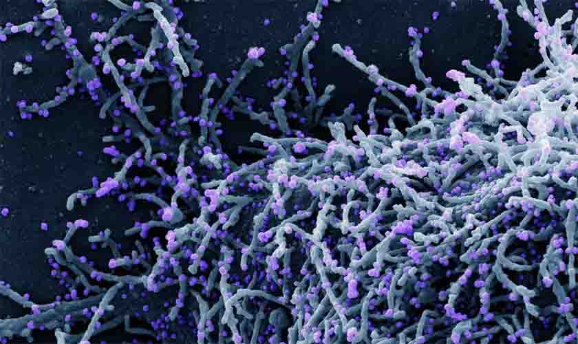 OMS alerta sobre nova fase de covid-19 na Europa