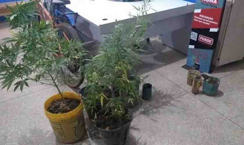 Polícia Militar apreende arma de fogo, munições e 9 pés de maconha