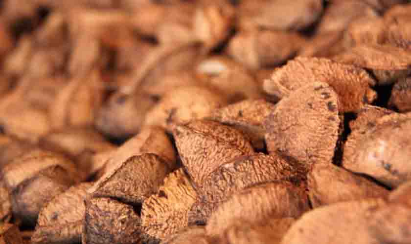 Funai realiza transporte de nova remessa de castanha-da-Amazônia para cooperativa indígena em Rondônia