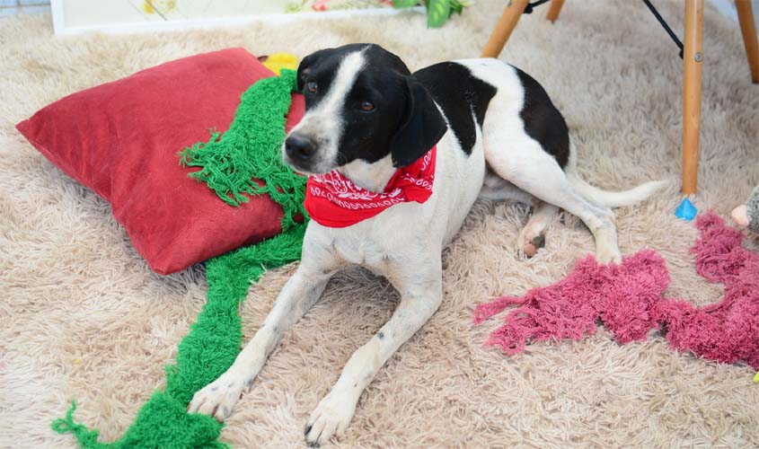 Sempba registra animais do Capelasso para castração gratuita