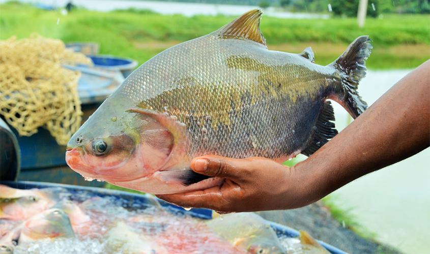 Ações do Programa Peixe Saudável devem fomentar a psicultura