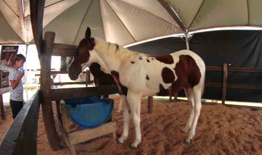 Inovação tecnológica permite emissão de Guia de Trânsito Animal para equídeos pela internet, em Rondônia