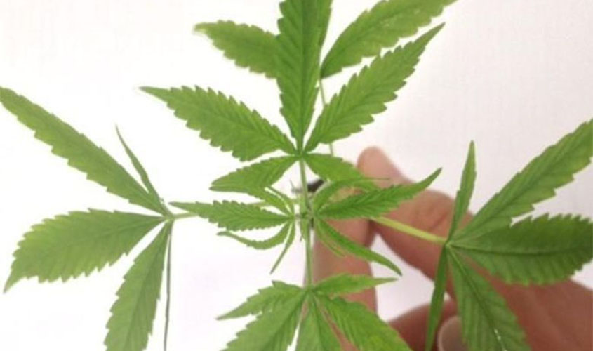 Anvisa coloca em vigor resolução sobre medicamentos à base de Cannabis