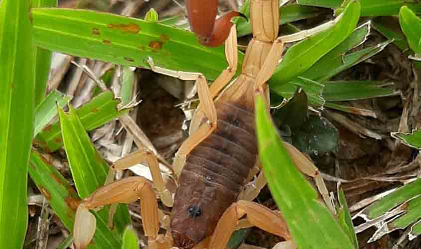 Cuidados para evitar acidentes com animais peçonhentos devem ser redobrados