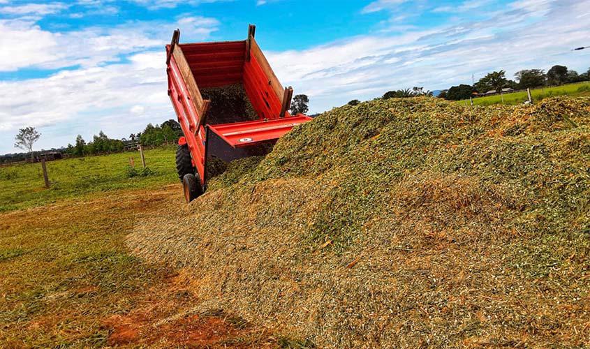 Produtores de leite da BR-429 adotam a silagem de capiaçu para arraçoamento do rebanho