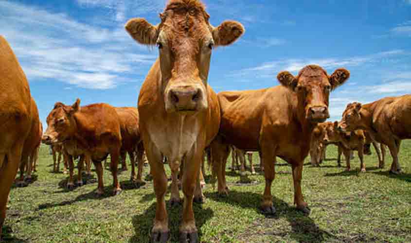Semana começa com preço do boi gordo em alta