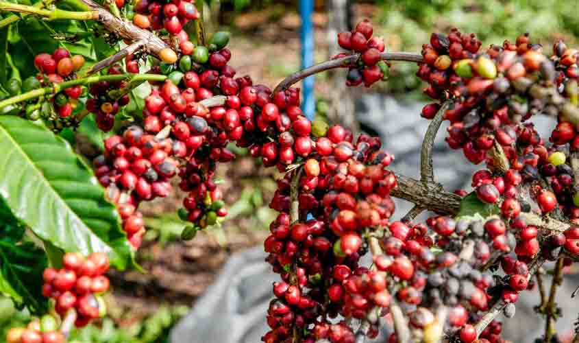 Governo de Rondônia abre colheita do café conilon com perspectiva de produção de 2 milhões de sacas para este ano