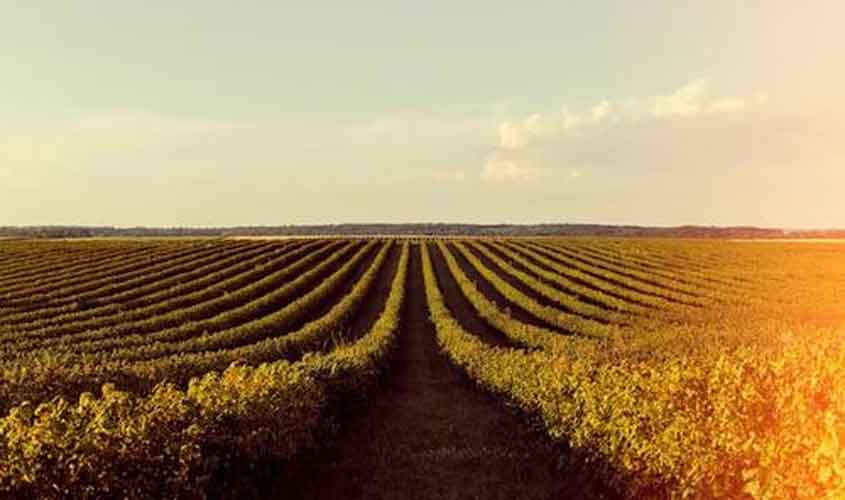 Soja em alta no Paraná