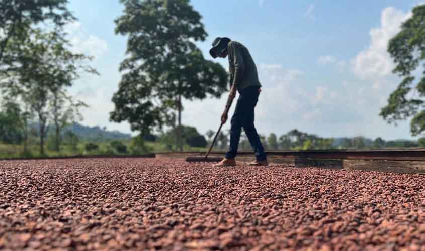 Governo de RO realiza lançamento do início da colheita do cacau