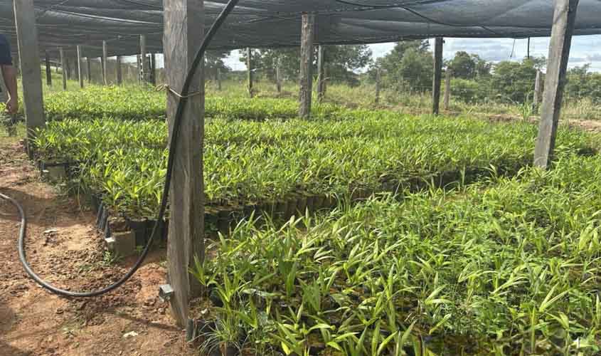 Orientações técnicas são realizadas pelo governo de RO em municípios participantes do projeto de reflorestamento