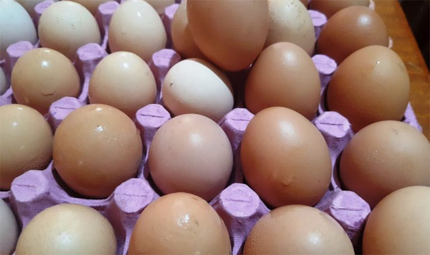 Pequeno produtor inicia implantação de granja de postura