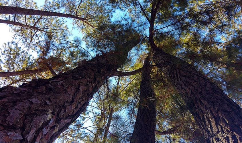 Painéis orientam sobre inclusão dos ODS em ações dos tribunais