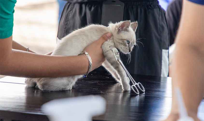 Porto Velho terá estrutura inédita de atendimento veterinário gratuito com padrão de hospital público