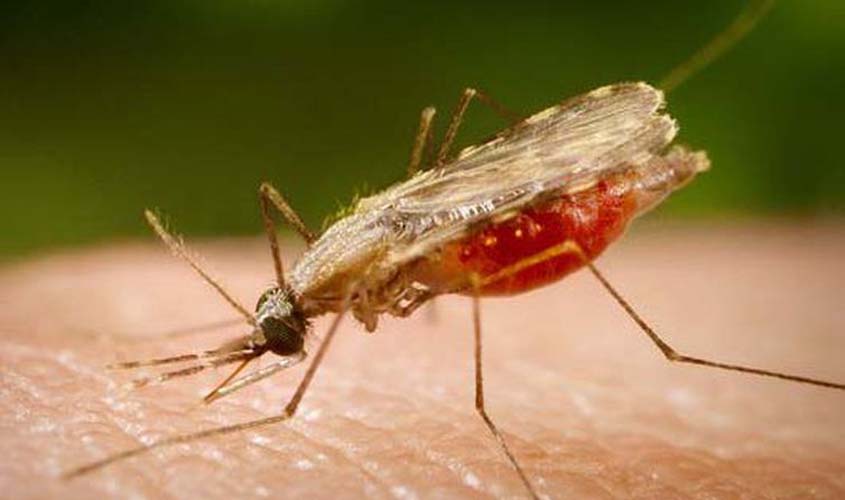 Espírito Santo tem 112 casos confirmados de malária